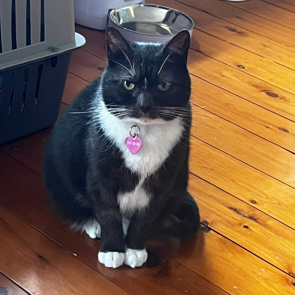 Black and white cat with a pink collar tag sitting on wooden floor next to a water bowl and laundry basket.