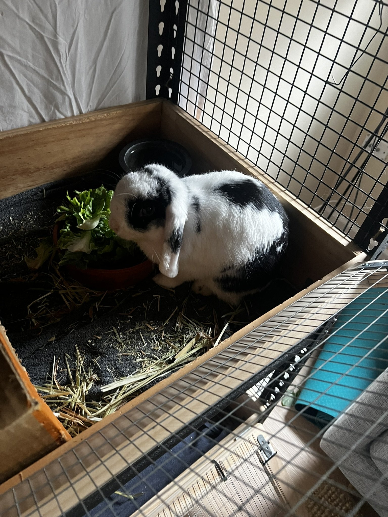 A black and white rabbit sitting inside a wooden and wire cage, next to a plate of leafy greens and hay, with a black water dish nearby.