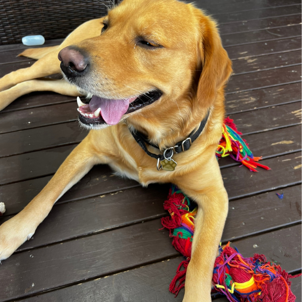Golden retriever lying on wooden deck, panting, with a colorful rope toy near its paws.