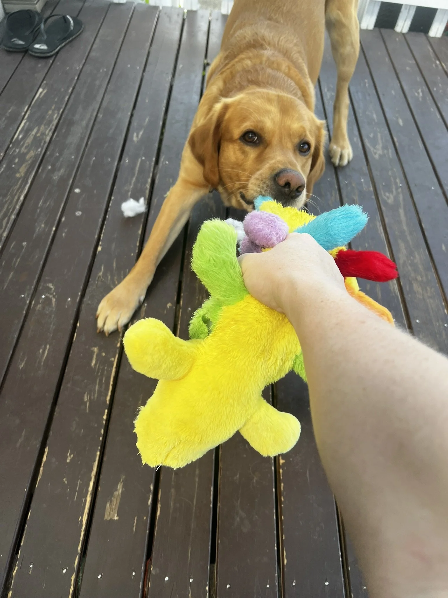 A person holding a colorful plush toy with a yellow body, green ears, and other multicolored sections, while a brown dog with floppy ears is on a wooden deck, biting the toy with a garden fence in the background.