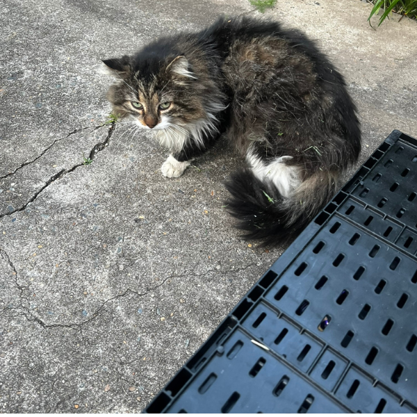 A fluffy, long-haired tabby cat with white paws sitting on a cracked concrete surface next to a black plastic crate and some green plants in the background.