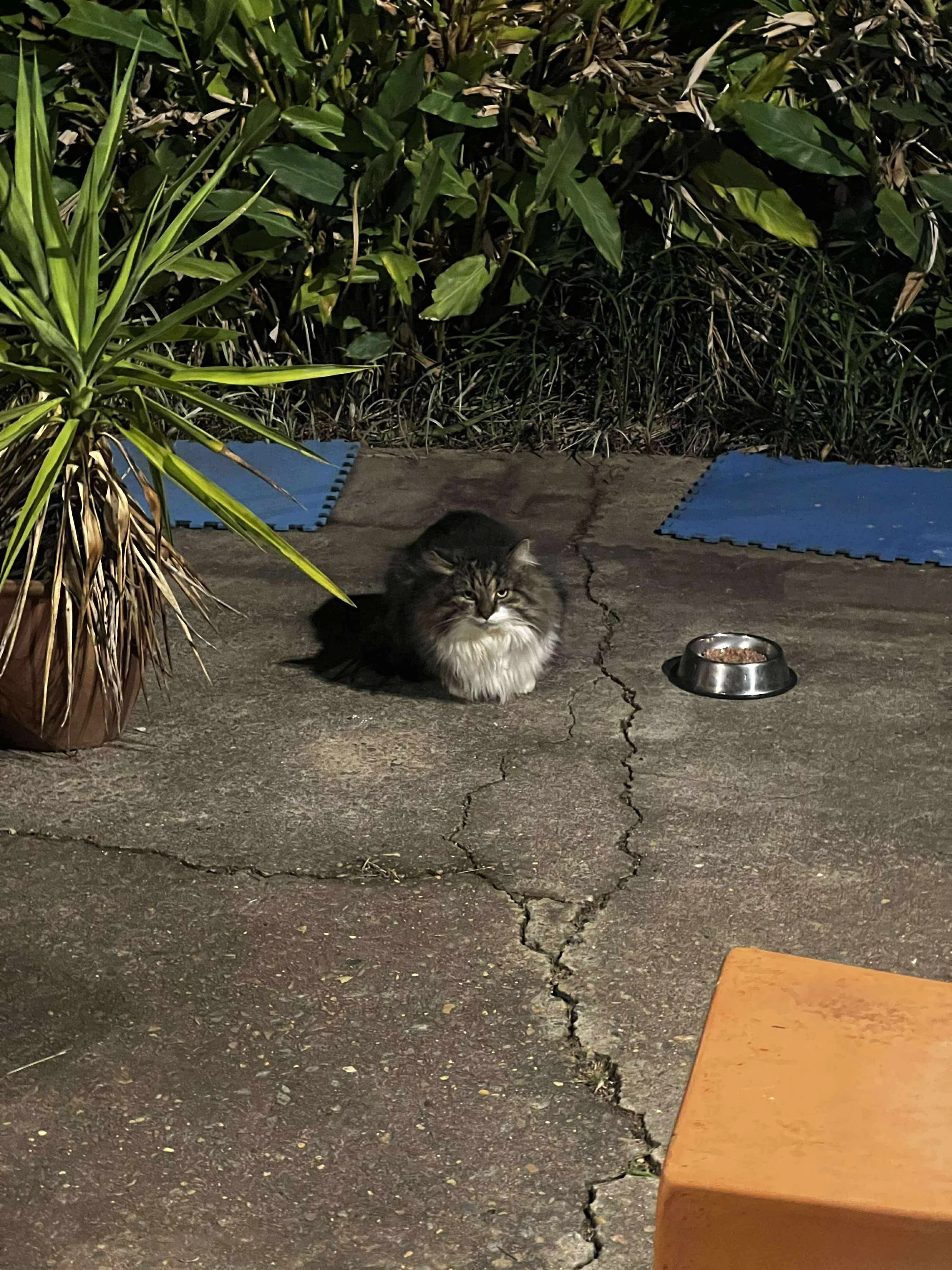 A fluffy tabby cat sitting on a cracked concrete surface near a potted plant and a food bowl, with lush green bushes in the background.