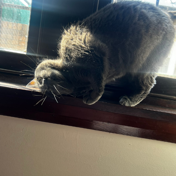 A black cat with short fur lying upside down on a windowsill, looking at the sunlight outside.