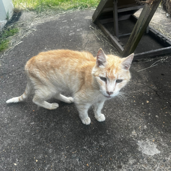 Orange tabby cat standing outdoors on a concrete surface near a wooden structure.