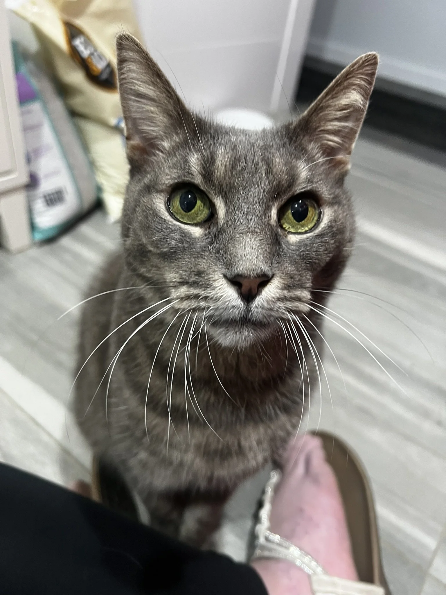 Gray tabby cat with green eyes looking up at the camera, standing on a floor near a person's foot wearing a sandal.