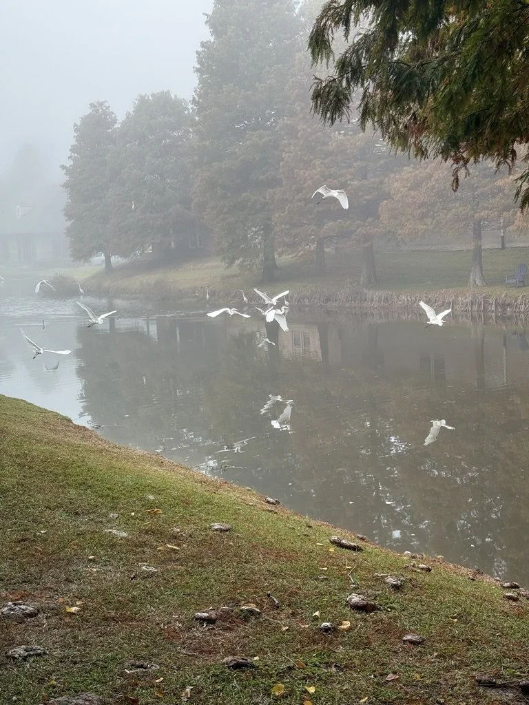 37088933-BB98-4AEF-AE2C-F16578E8FC59_1_105_c.jpeg