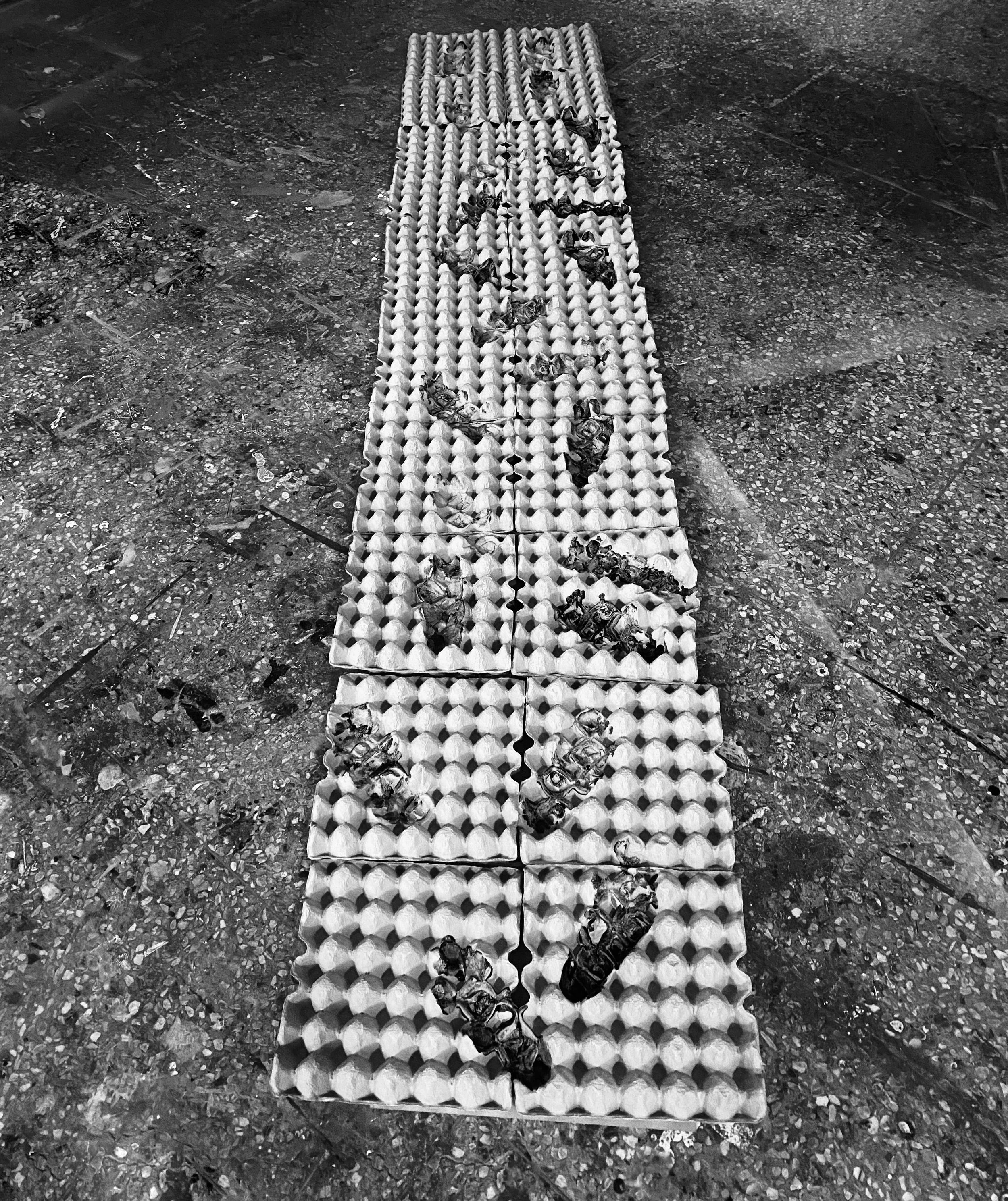 A long row of empty egg cartons on the ground, with several crumpled aluminum cans placed inside the cartons.