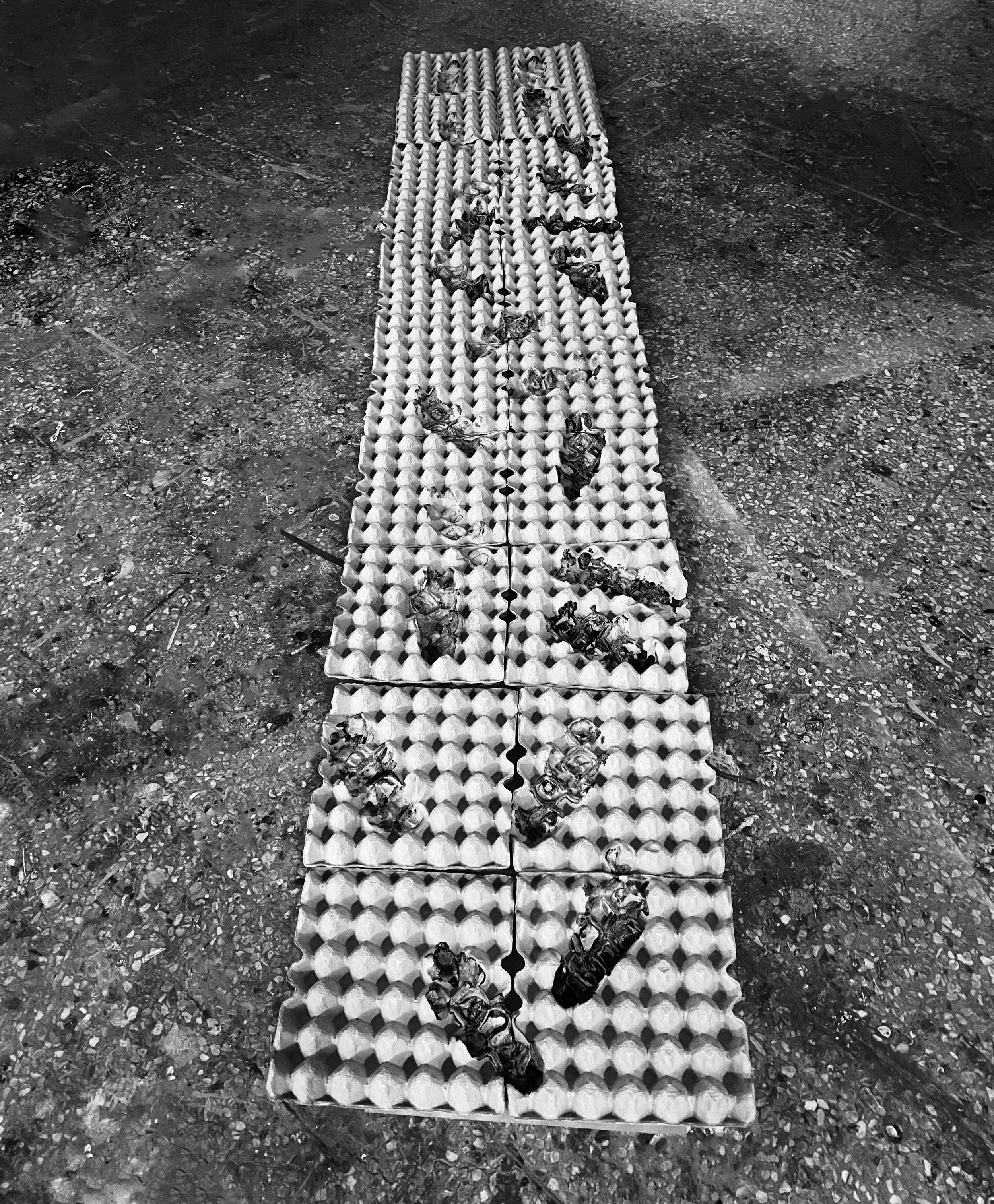 Multiple cracked eggshells arranged on a tray with some remaining yolk and egg whites, placed on a rough concrete or dirt surface.