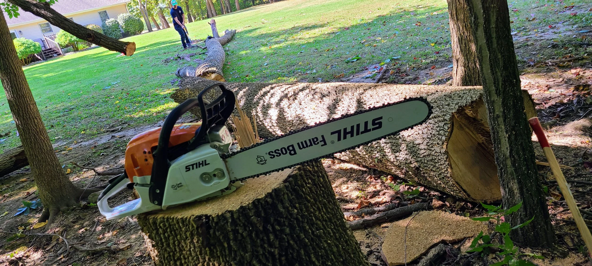 A chainsaw resting on a tree stump and a fallen tree while a person in the background uses a chainsaw to cut a large fallen tree in a backyard with grass, trees, and a house.