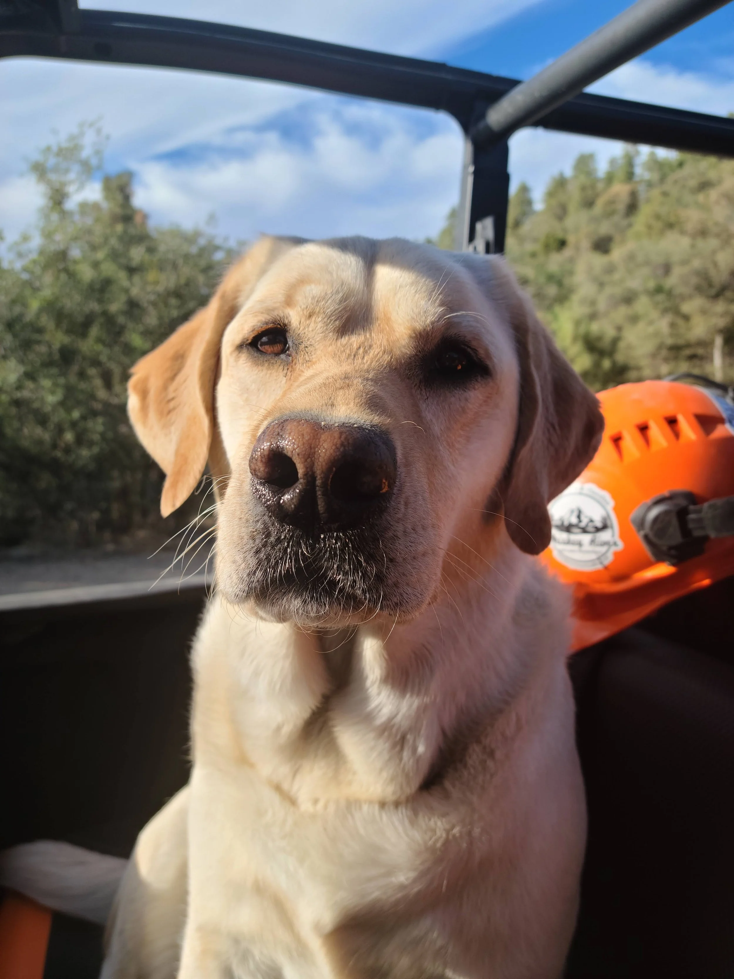 Close-up of a Labrador retriever with a yellow coat wearing a life jacket, sitting outdoors on a sunny day with trees and blue sky in the background.