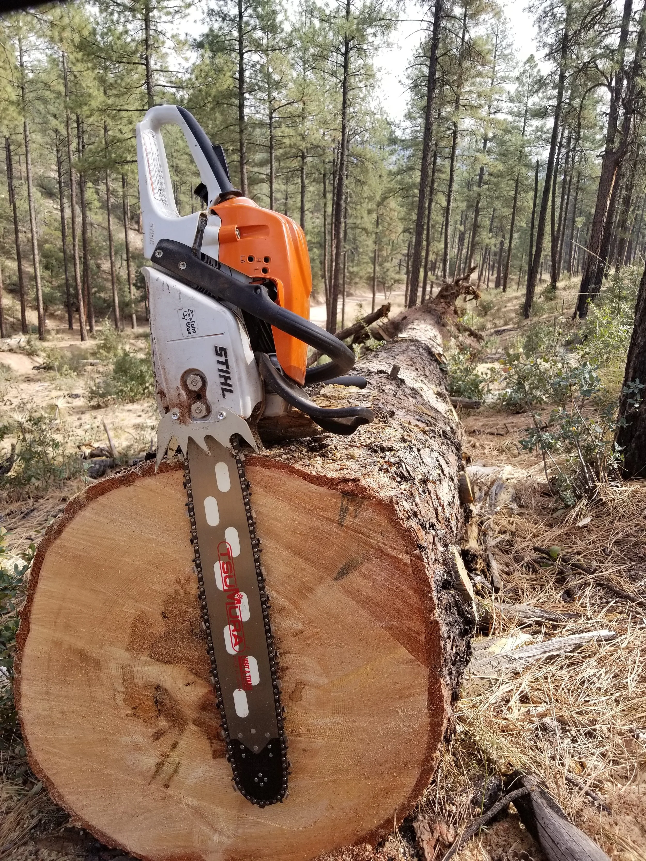 A chainsaw resting on a freshly cut tree trunk in a forest with tall pine trees.