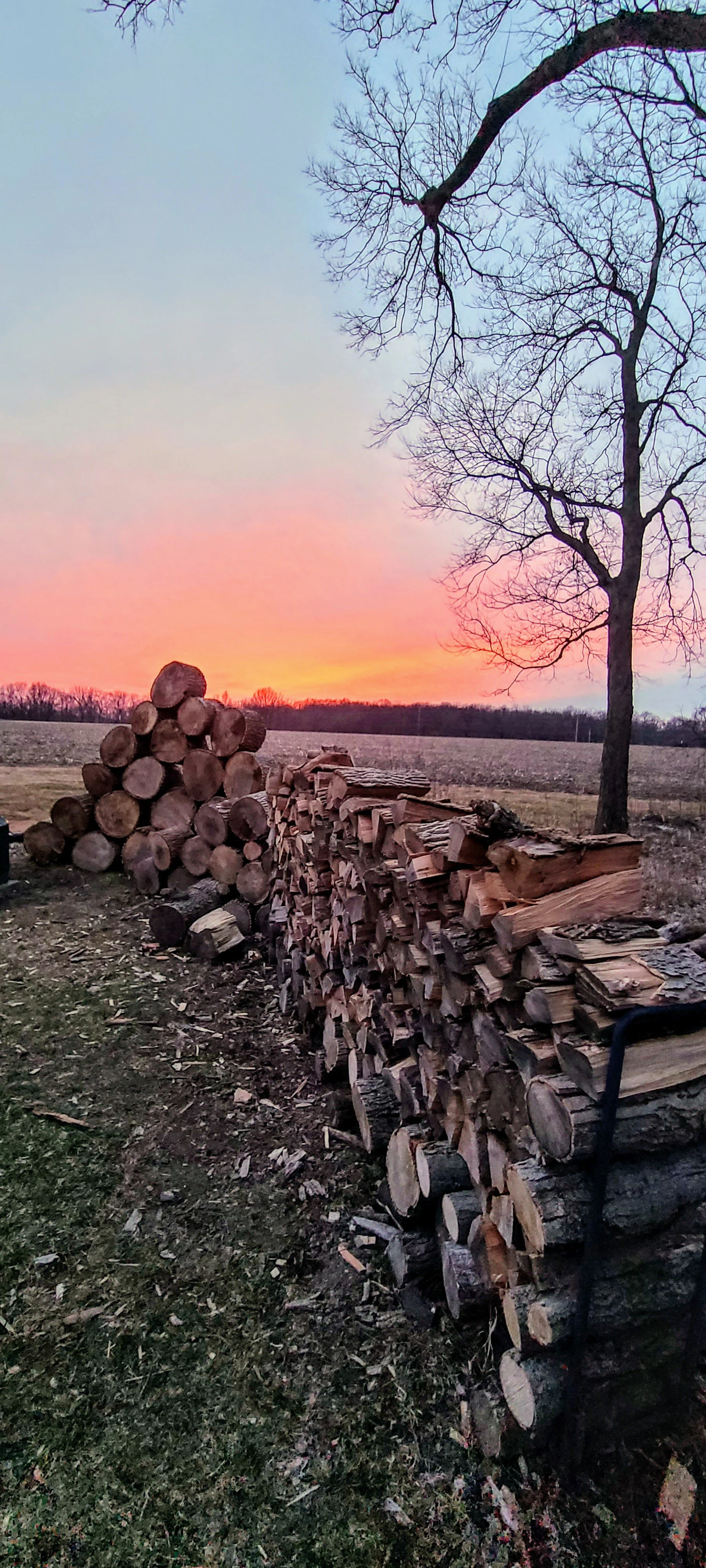 Stacked logs of firewood beside a leafless tree during sunset in an open field.