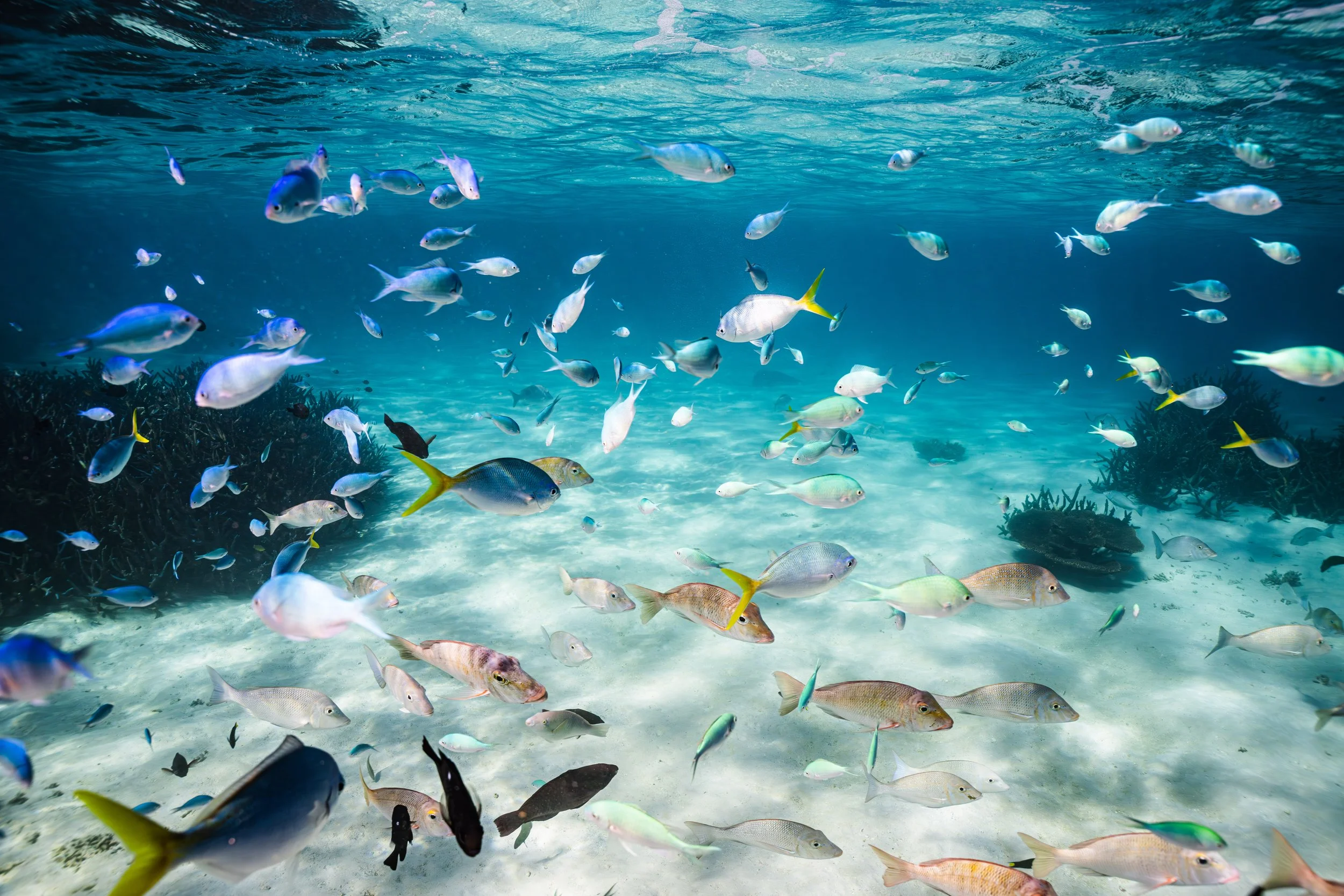 Underwater scene with a diverse school of colorful fish swimming near coral reef on ocean floor.