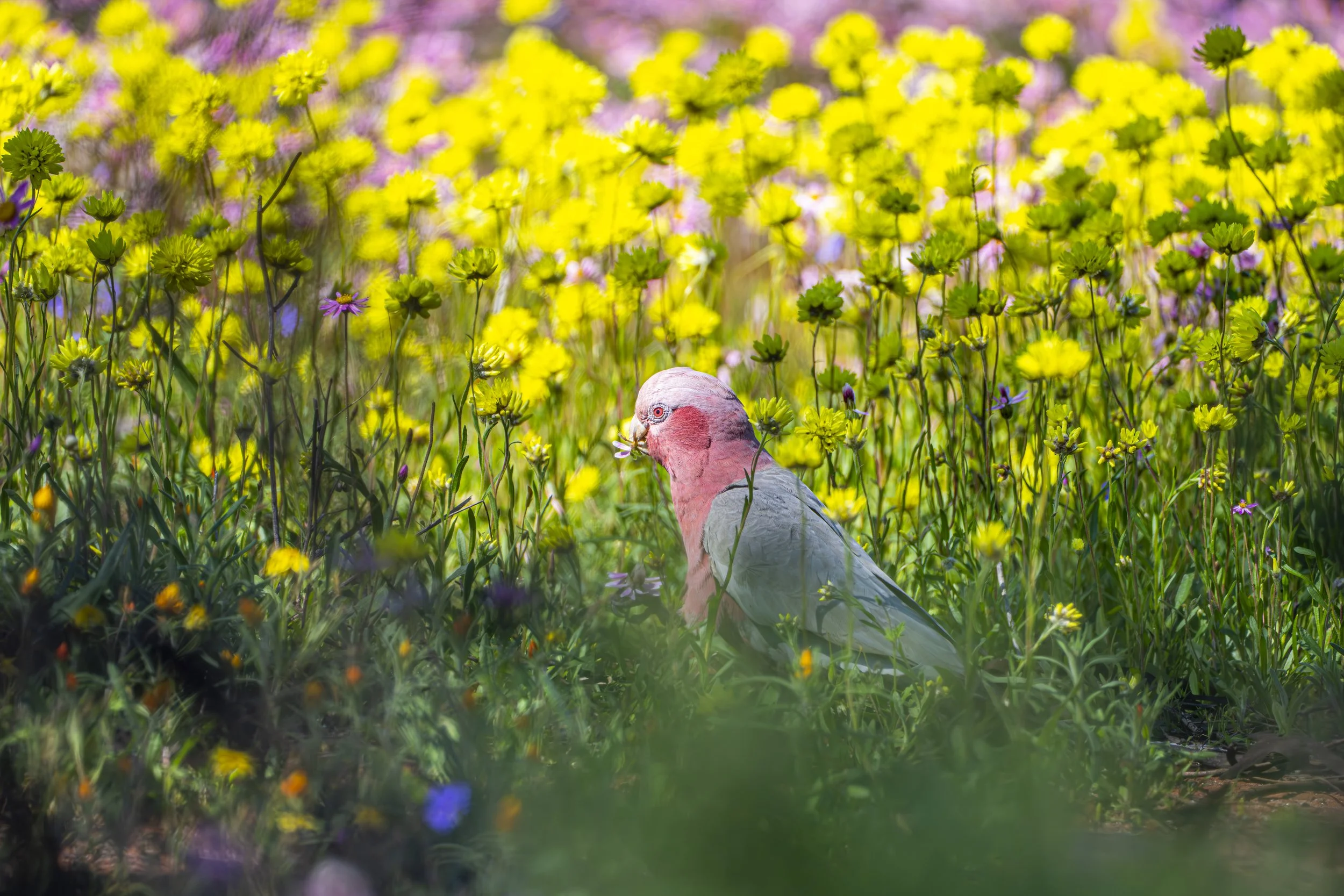 Wildflowers-148.jpg