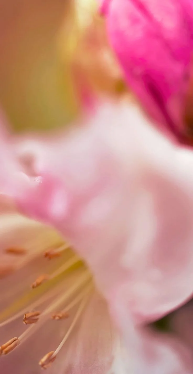 Close-up of a pink lily flower showing stamen and petals