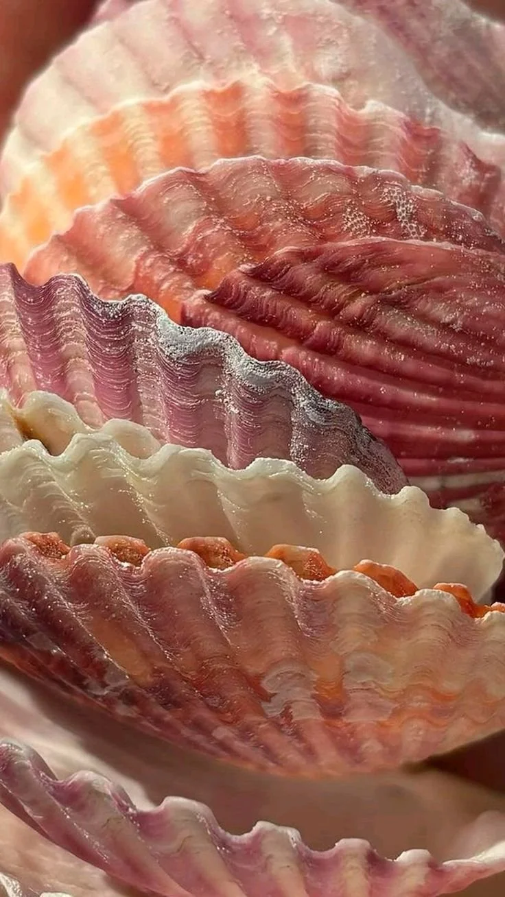 Close-up of various colorful seashells with ridges and textures.