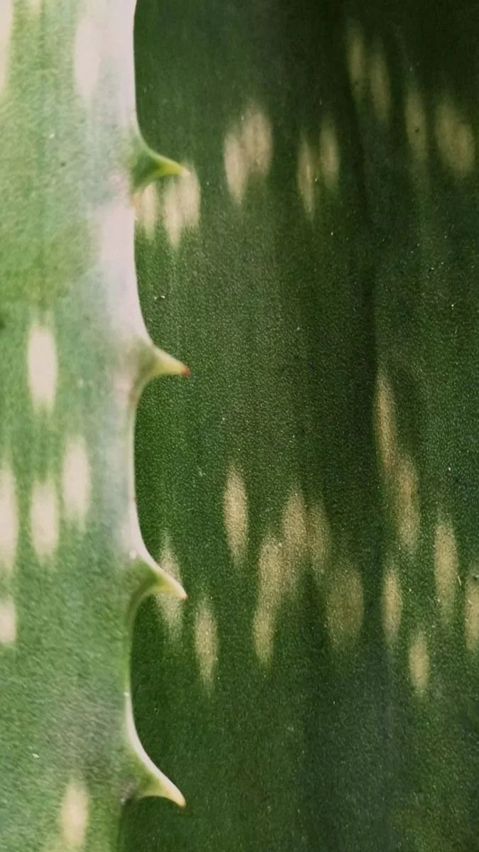 Close-up of an aloe vera plant's green, spiky leaf with small white spines along the edge.
