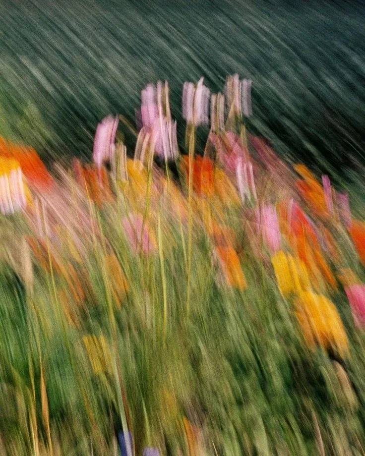 Blurry photo of colorful flowers in a garden.