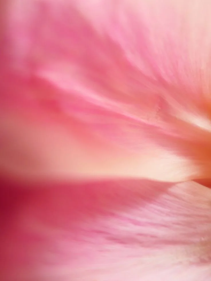 Close-up of pink flower petals with soft, blurred details.