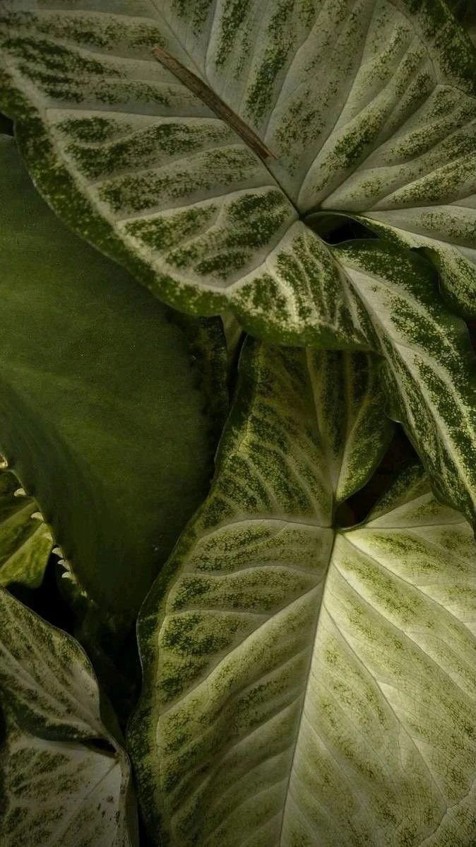 Close-up of variegated green and cream leaves with prominent veins and textured surface.