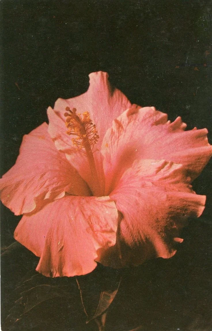 Close-up of a pink hibiscus flower on a dark background.