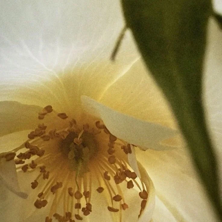 Close-up of a creamy yellow flower's interior showing stamens with brown pollen, partially obscured by a dark green leaf.