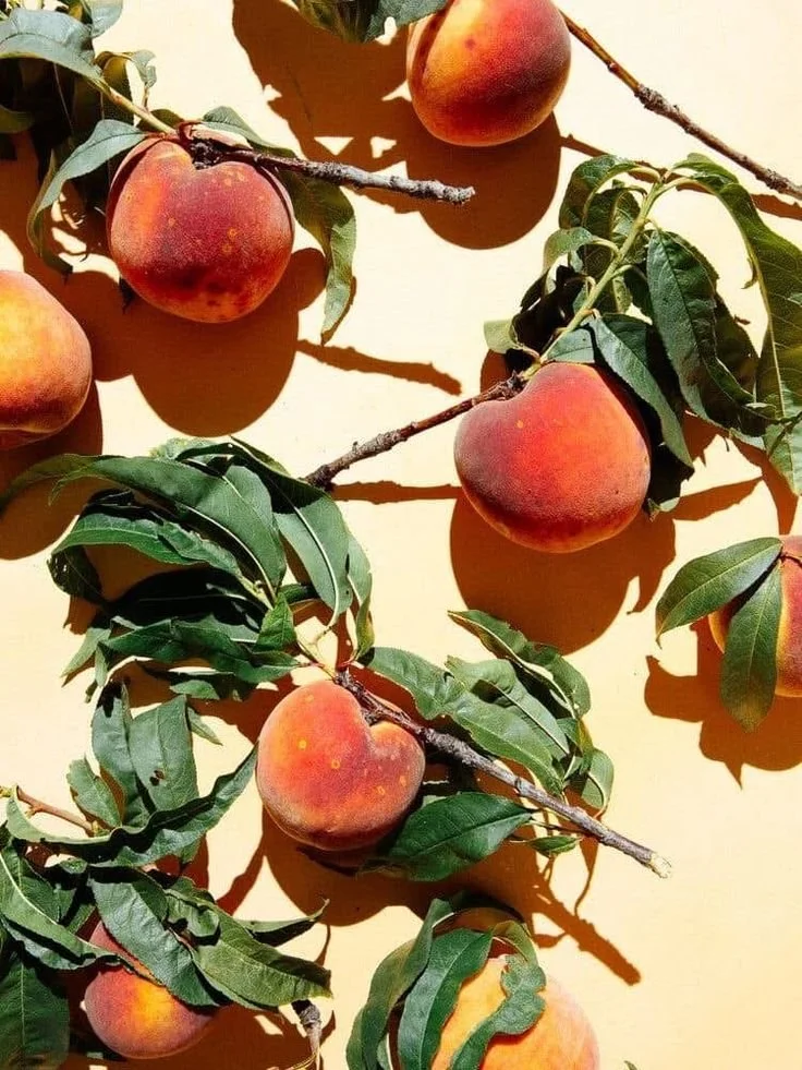 Several ripe peaches hanging on branches with green leaves, casting shadows on a yellow background.