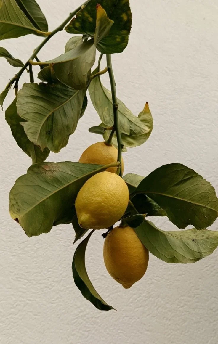 Three lemons hanging from a branch with green leaves against a white background.