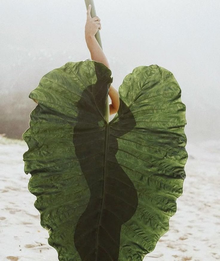 Person holding a large green leaf with a shadow creating the silhouette of a woman in a bikini on the leaf, on a beach.