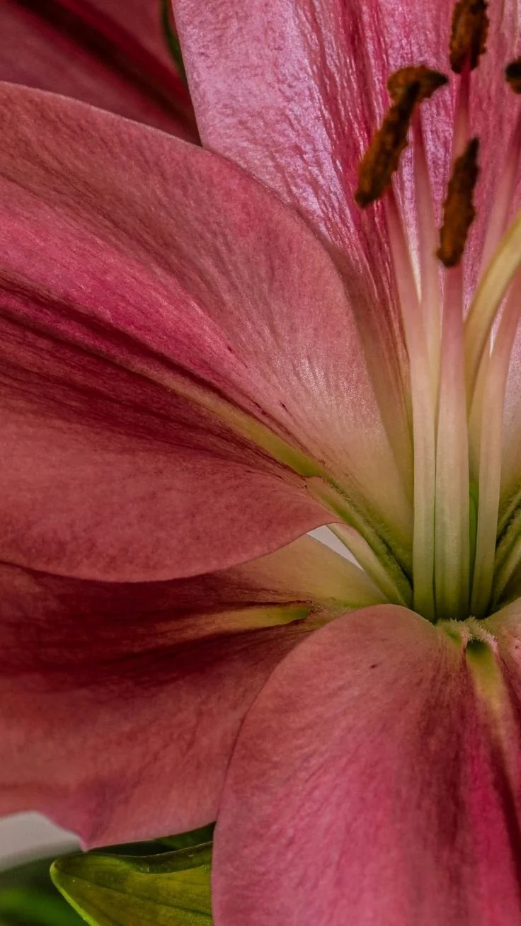 Close-up of pink lily flower petals and its reproductive parts, including stamen and pistil.