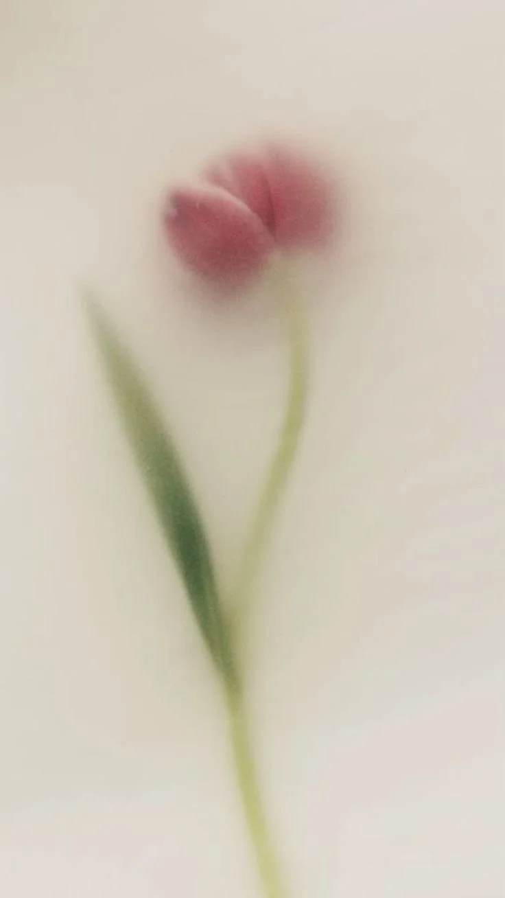 A delicate pink tulip flower with a green stem and leaf, blurred and soft focus.