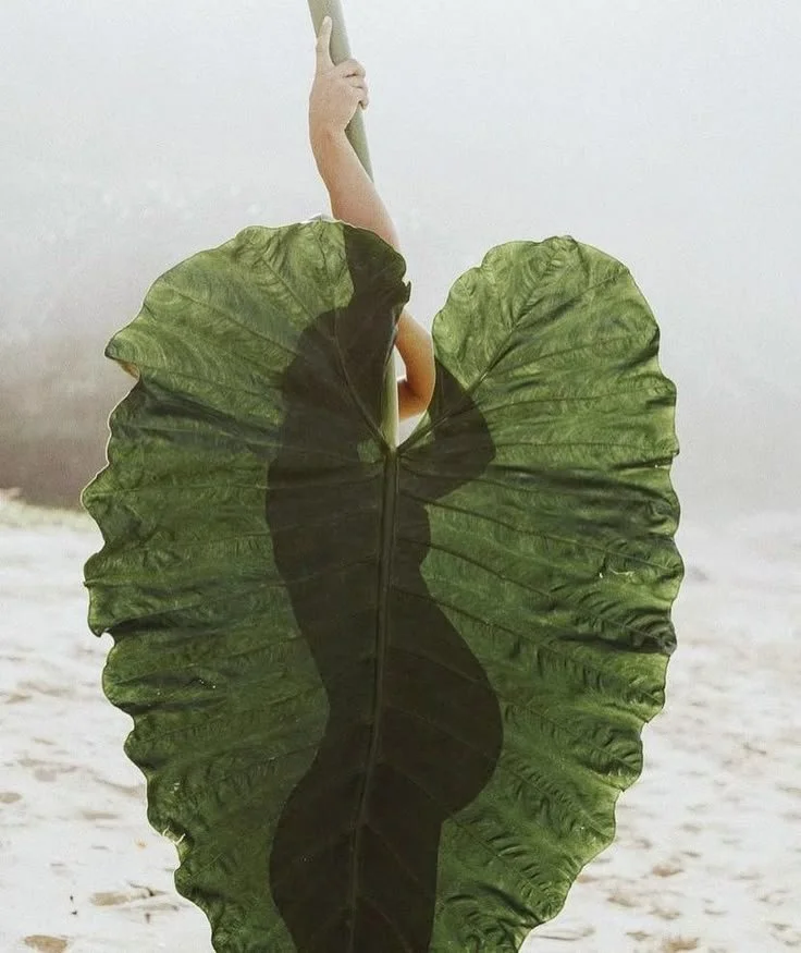 Person holding a large leafy plant in front of their body, with the leaf shadow creating the silhouette of a woman in a dress, on a beach with ocean in the background.