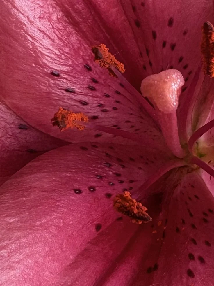 Close-up of a pink lily flower showing its petals, stamens with orange pollen, and pistil.