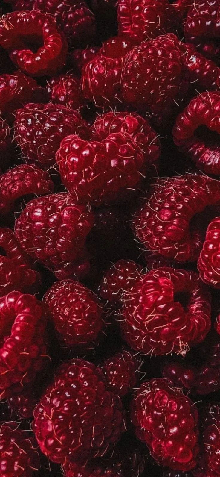 Close-up of fresh red raspberries with shiny surface and tiny hairs.