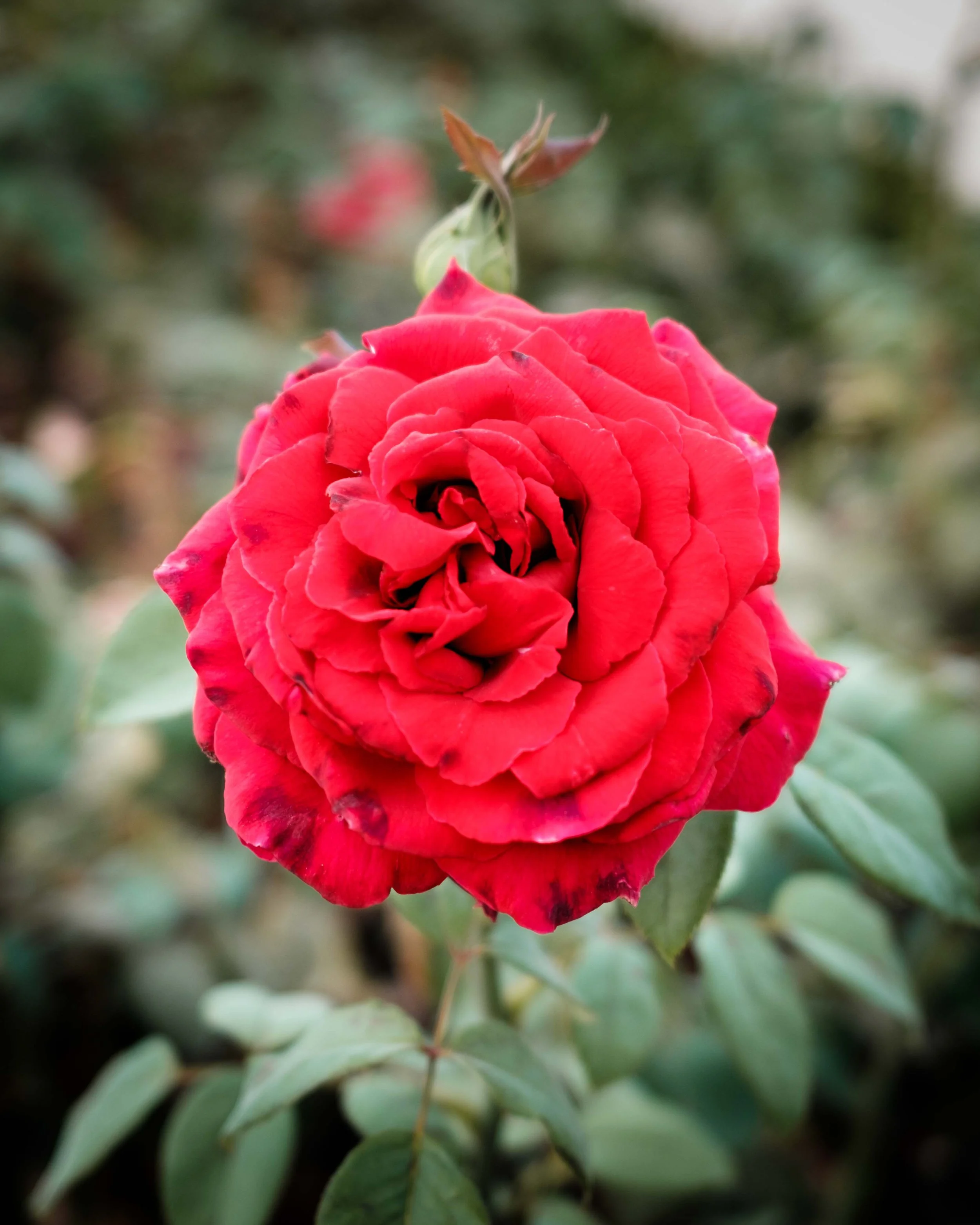 DSCF3137-2.jpg