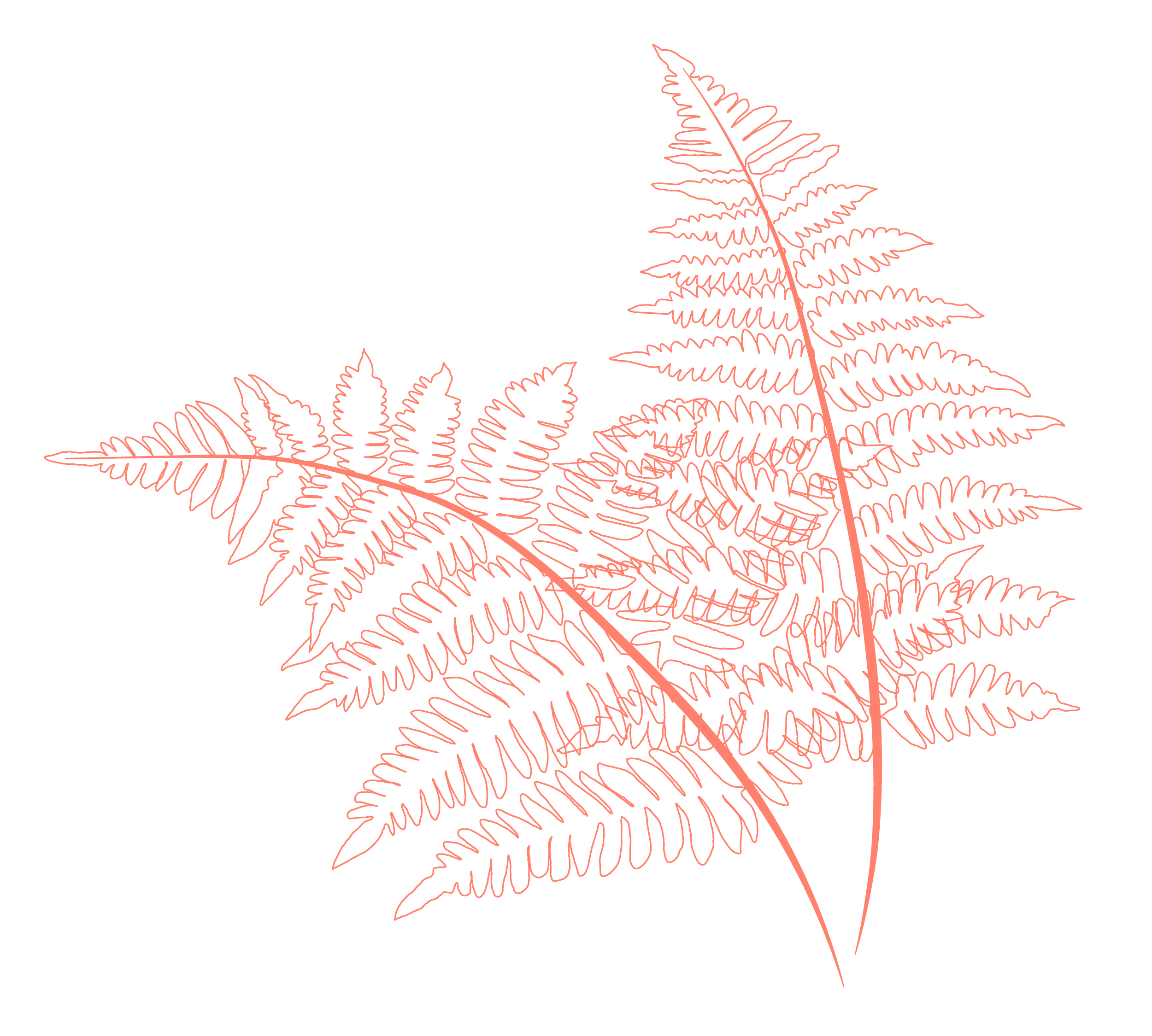 Outline of two fern leaves in red on a transparent background.