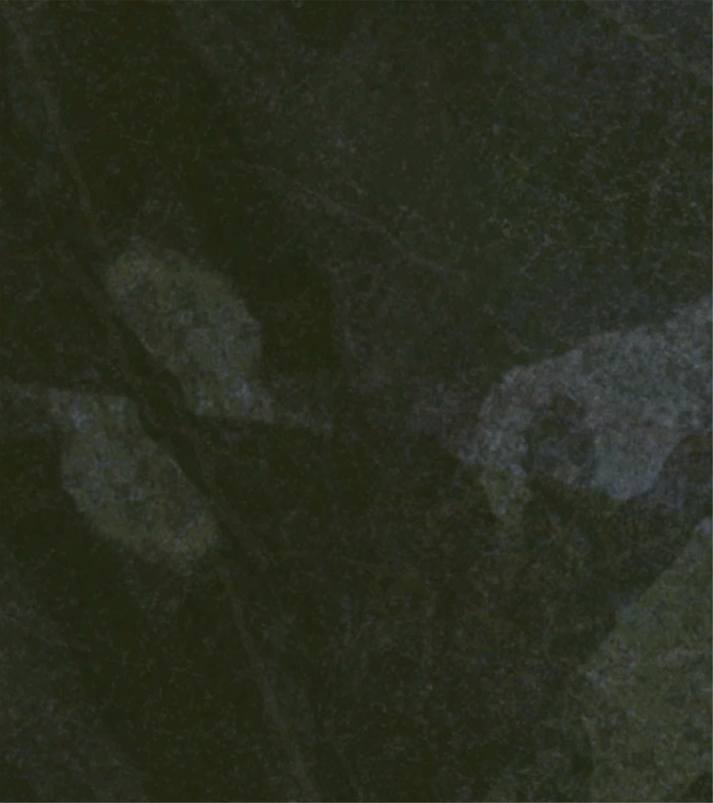 Dark green abstract background.