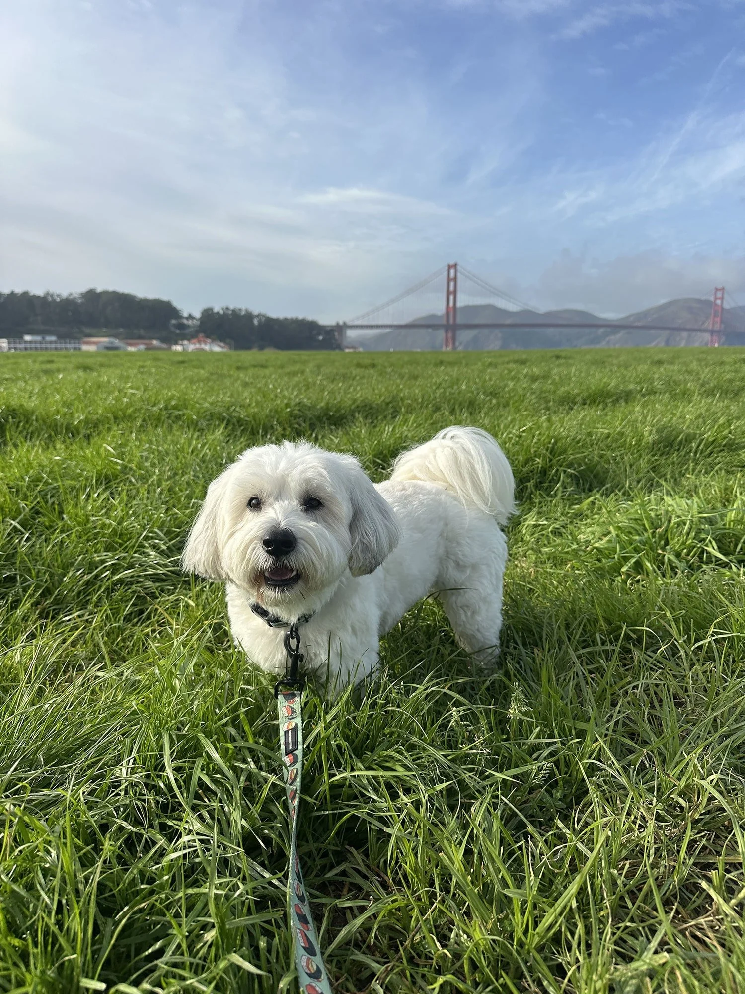 A white dog standing in tall green grass with the Golden Gate Bridge and blue sky in the background.