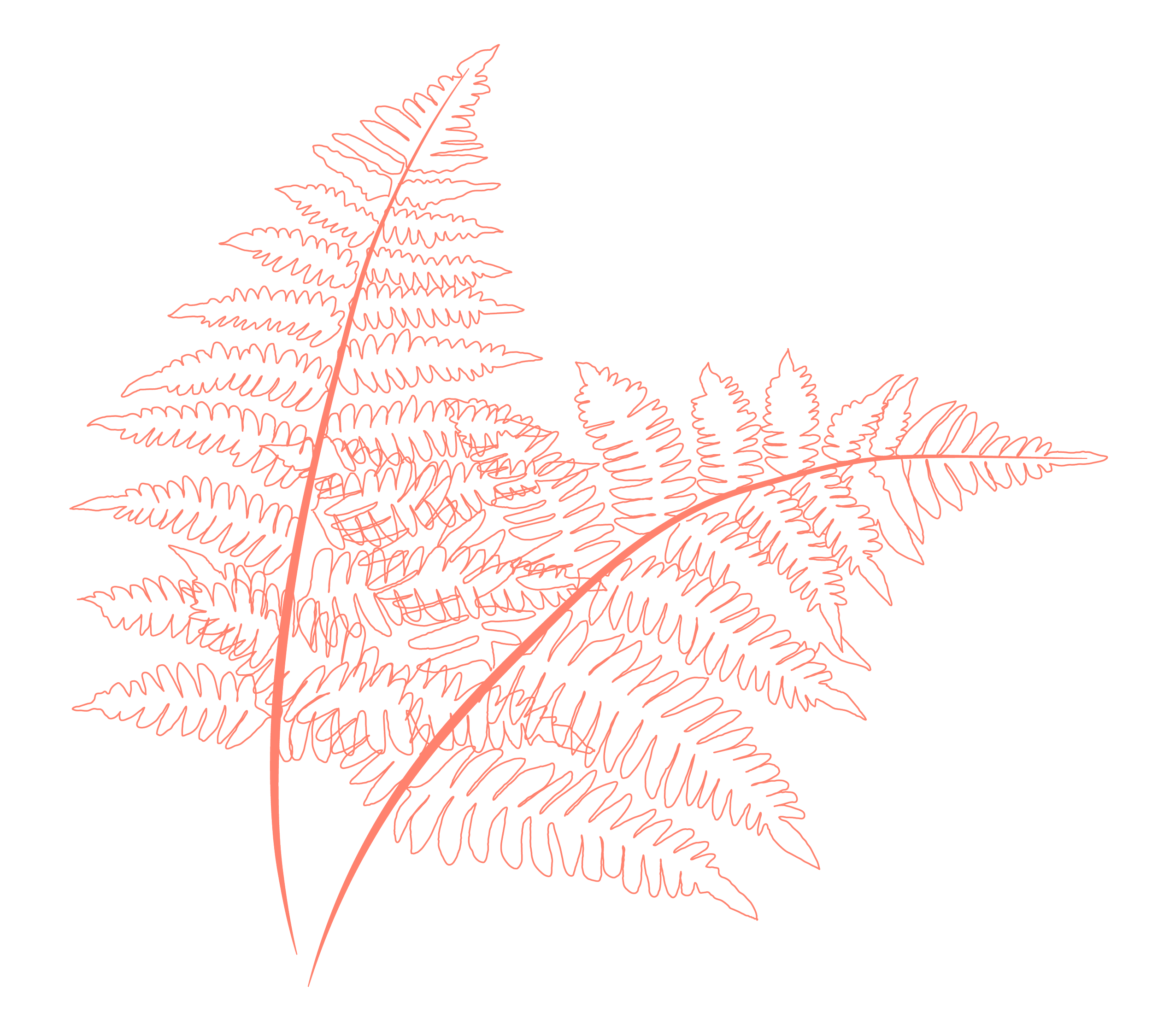 Outline drawing of fern leaves in red on a transparent background.