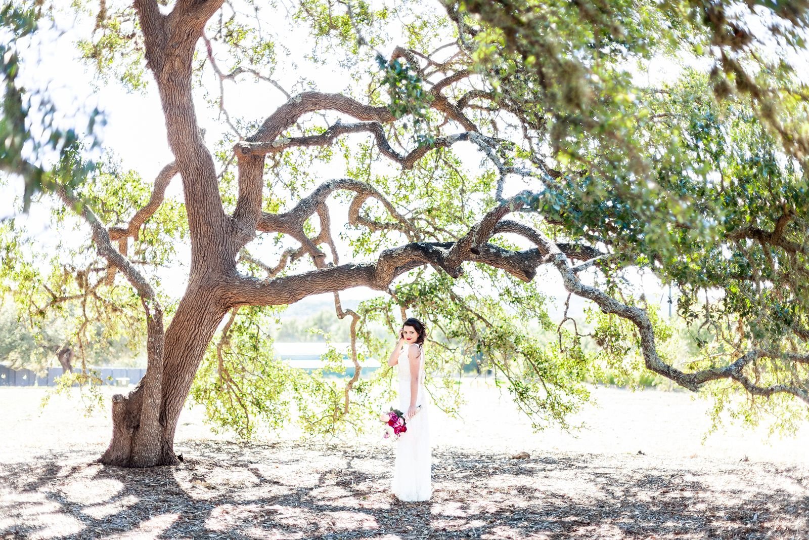ma-maison-live-oak-tree.jpg