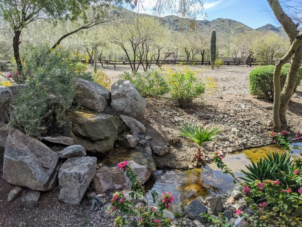 Desert landscape with rocks, sparse bushes, a small water feature, and cacti with mountains in the background.