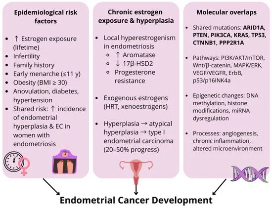 Diagram illustrating factors in endometrial cancer development, including epidemiological risk factors like high estrogen exposure and infertility, chronic estrogen exposure and hyperplasia, and molecular overlaps involving shared mutations, pathways