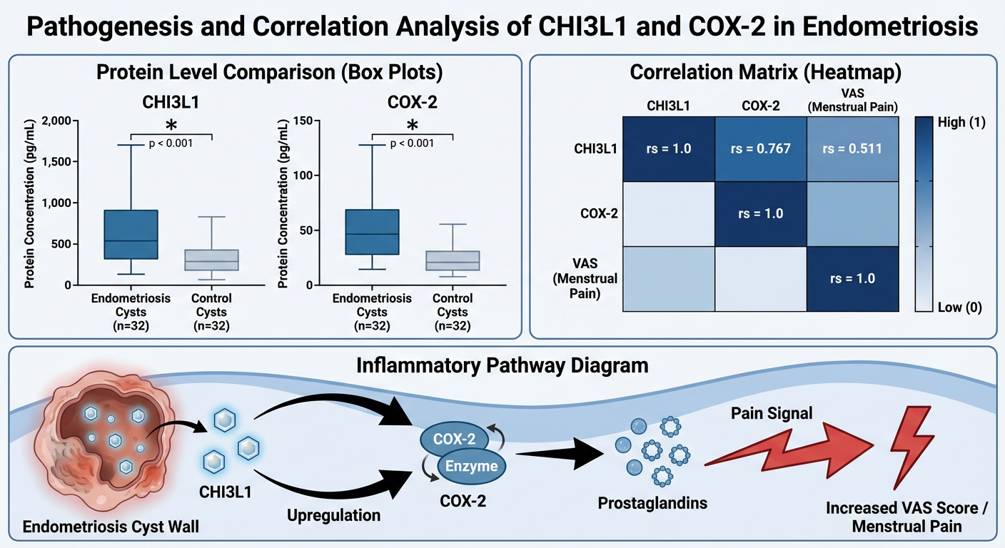 A scientific poster titled 'Pathogenesis and Correlation Analysis of CHI3L1 and COX-2 in Endometriosis' with three sections. The first section shows box plots comparing protein levels of CHI3L1 and COX-2 between endometriosis and control cysts, with 