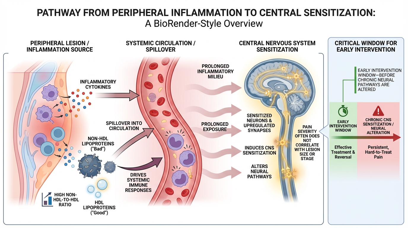 Diagram illustrating the pathway from peripheral inflammation to central sensitization with an overview of the process, including inflammation source, systemic circulation, CNS sensitization, and early intervention window for preventing chronic pain.