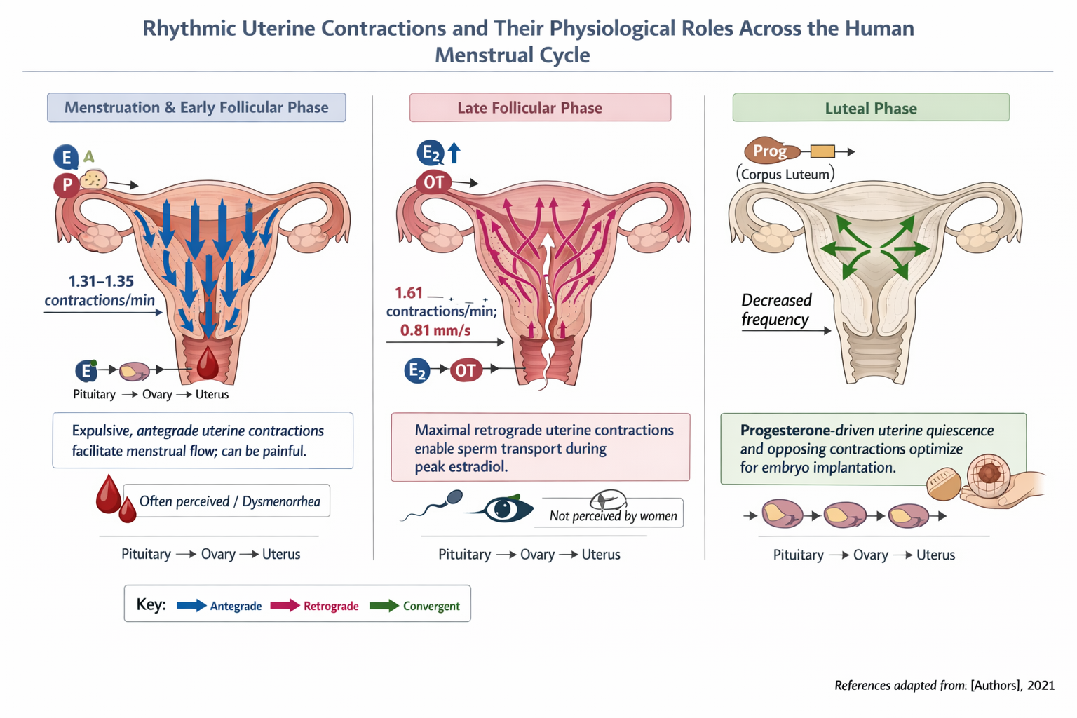 Diagram showing rhythmic uterine contractions across the menstrual cycle. The first panel illustrates menstrual and early follicular phase with sporadic contractions aiding menstrual flow. The second panel depicts late follicular phase with maximal r