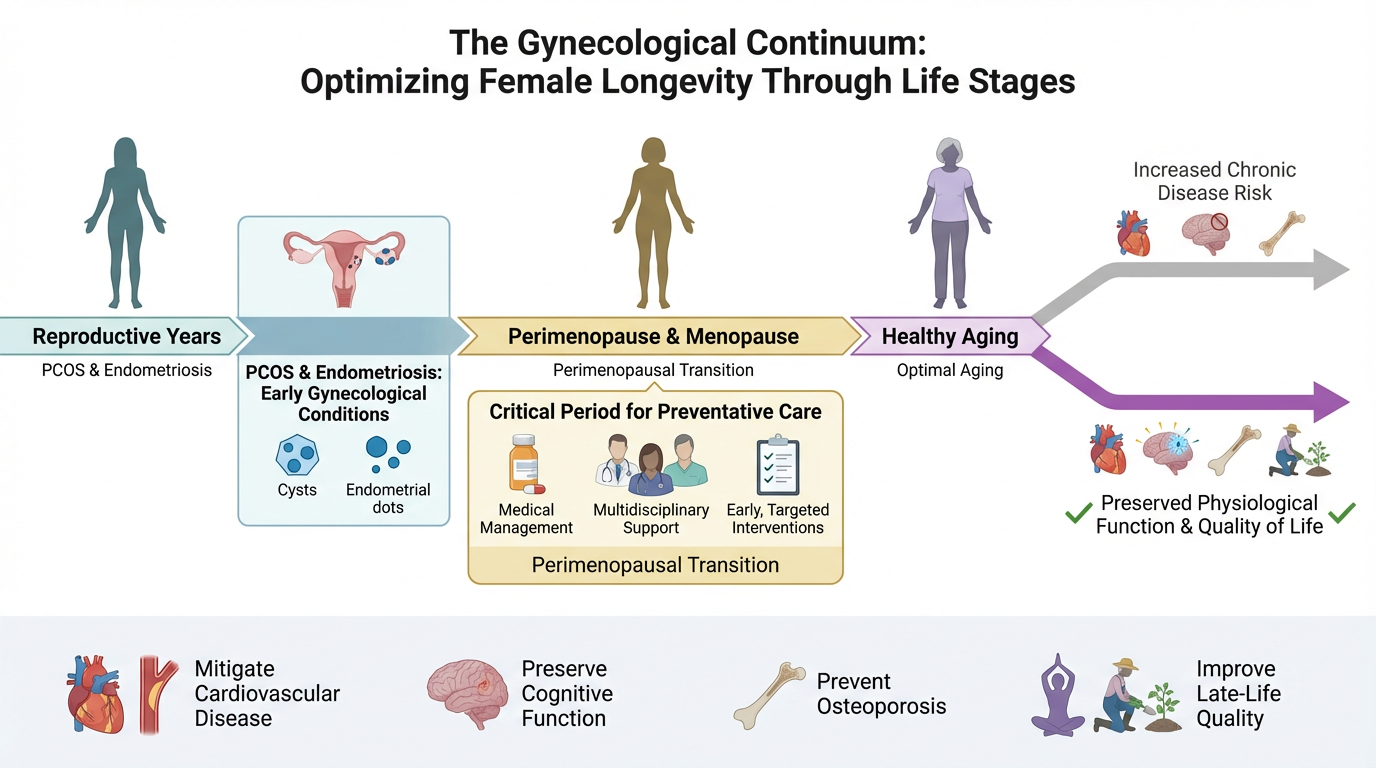 Flowchart illustrating the gynecological continuum for optimizing female longevity through life stages. It shows reproductive years with conditions like PCOS and endometriosis, transitioning through perimenopause and menopause with critical preventiv