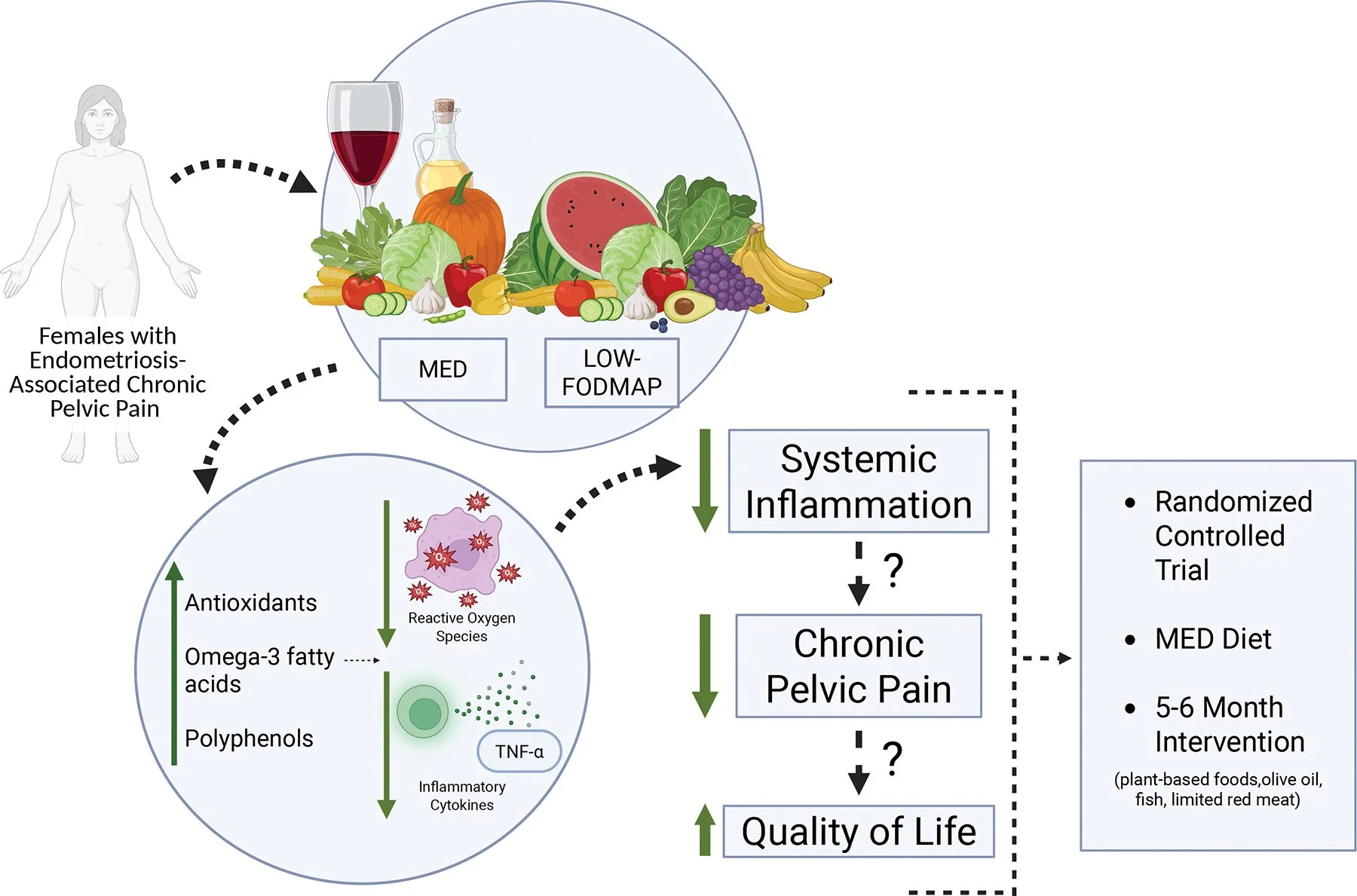 Diagram showing the relationship between diet, systemic inflammation, chronic pelvic pain, and quality of life. Features a woman, fruits and vegetables, and notes on diet types, inflammation processes, and intervention strategies.