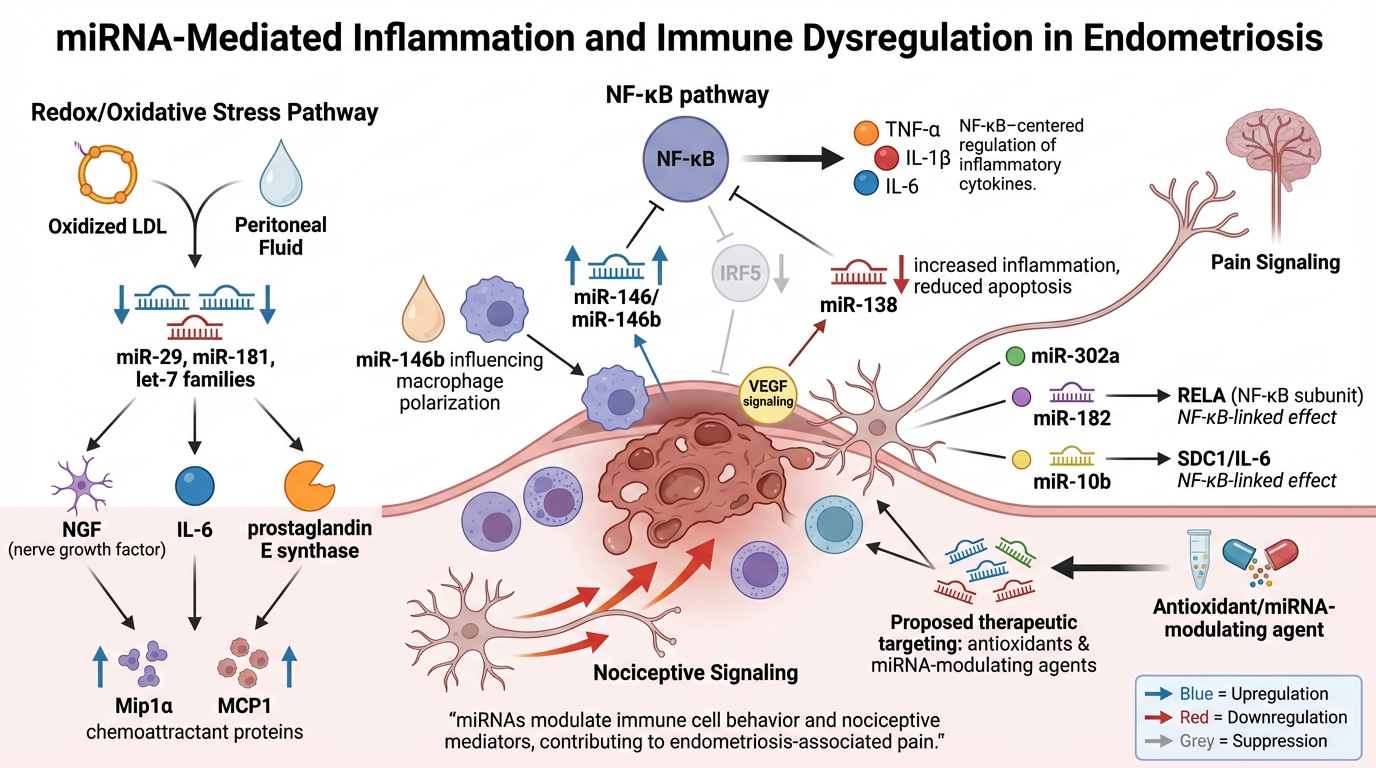 Diagram illustrating how miRNA mediates inflammation and immune dysregulation in endometriosis, including oxidative stress pathway, NF-kB pathway, pain signaling, and therapeutic targets.