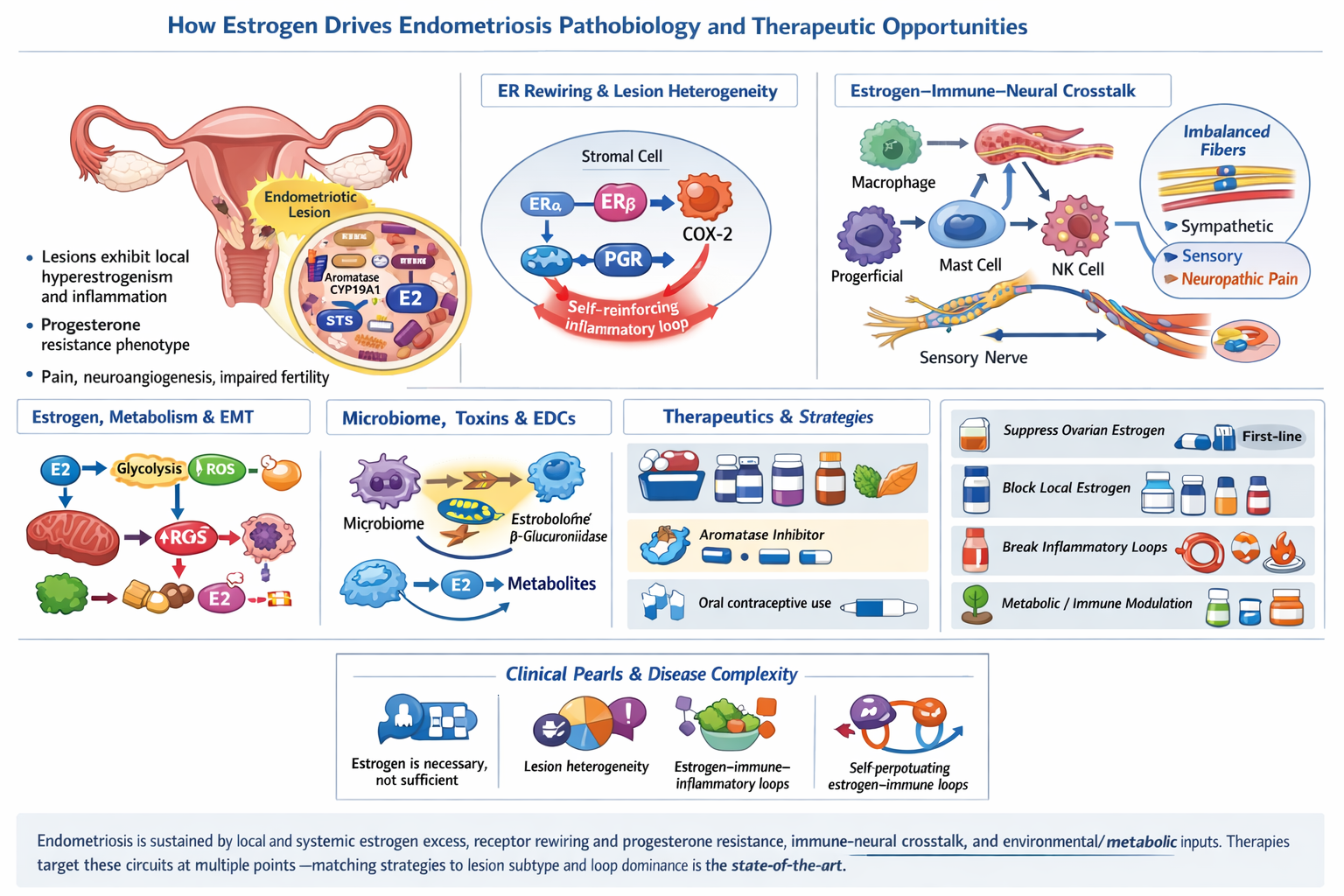 Headline: Why Estrogen Matters: Understanding the Fuel Behind Endometriosis

1. The "Estrogen-Dependent" Disease Endometriosis is fundamentally defined as an estrogen-dependent condition. While the exact cause of endometriosis is multifactorial, estr