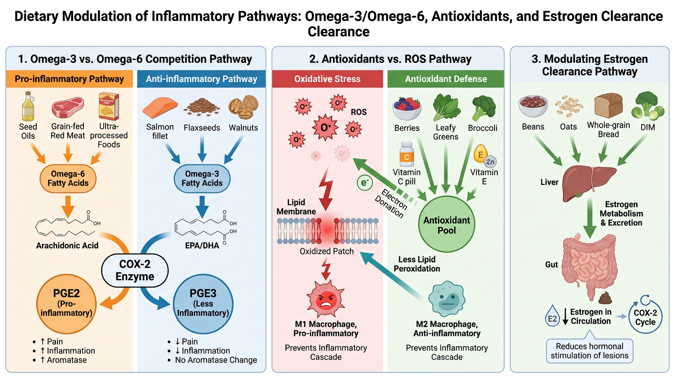 A diagram illustrating dietary pathways influencing inflammation, antioxidants, and estrogen clearance, including Omega-3 and Omega-6 fatty acids, antioxidants like berries and leafy greens, and foods supporting estrogen metabolism such as beans and 